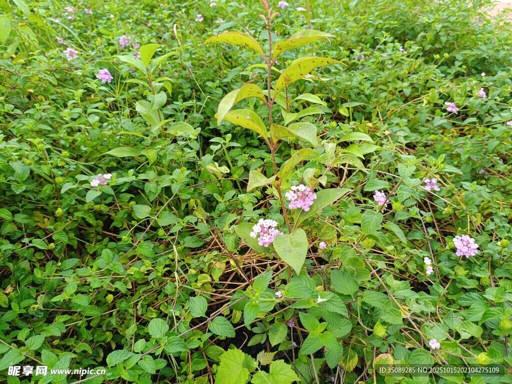 草丛中的粉色小花