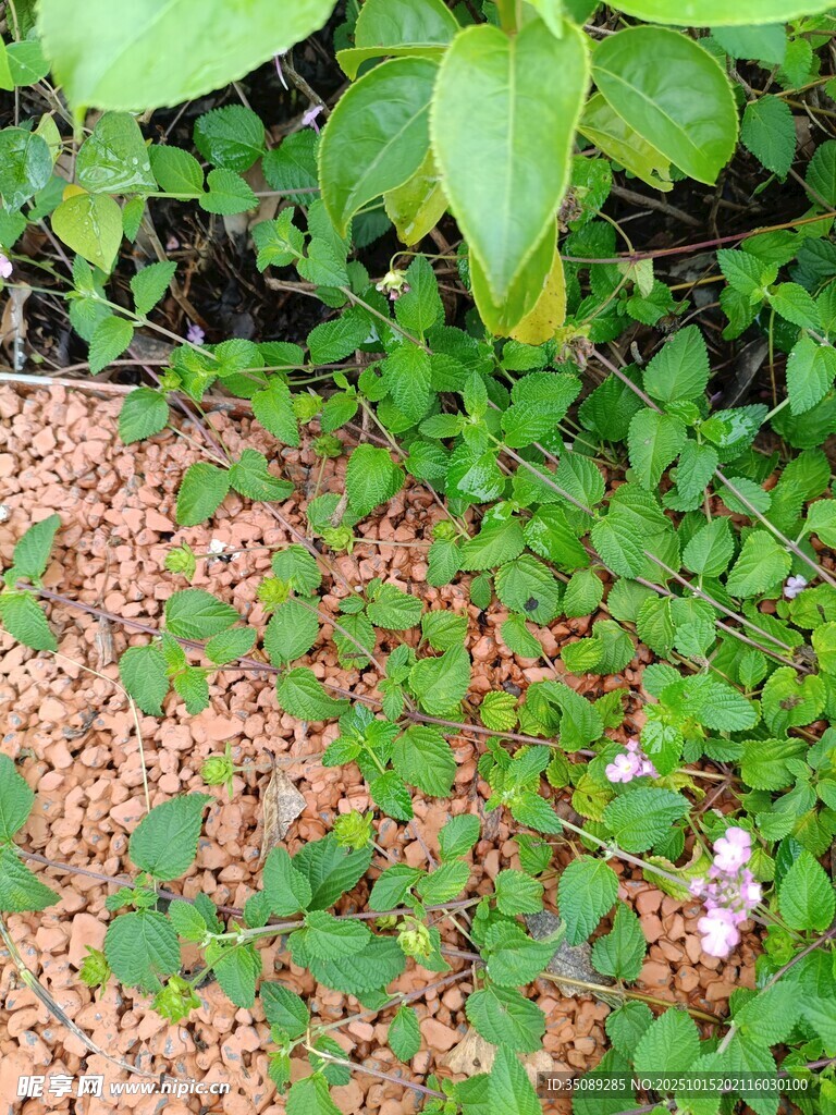 绿植与碎石构成的景观