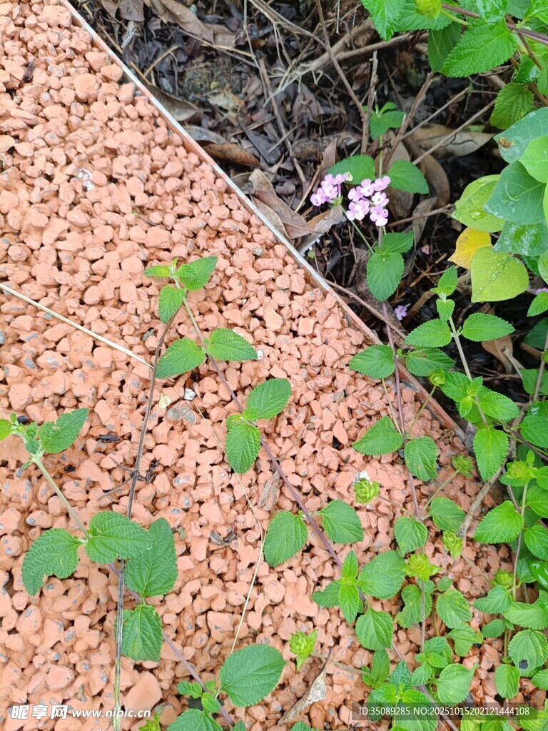 木屑旁生长的嫩绿植物