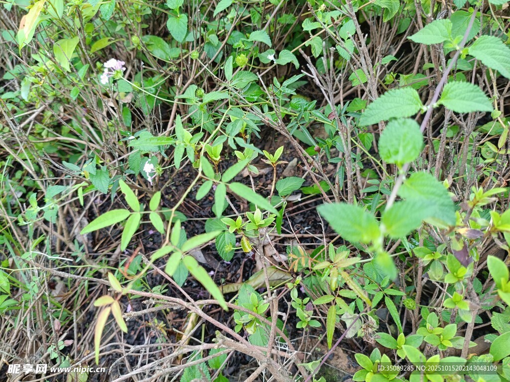 野外繁茂的绿色植物群落