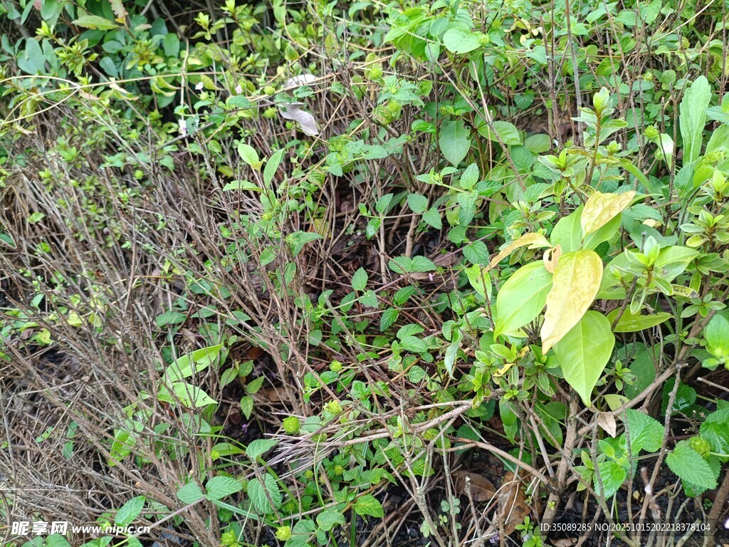 野外繁茂绿植景象
