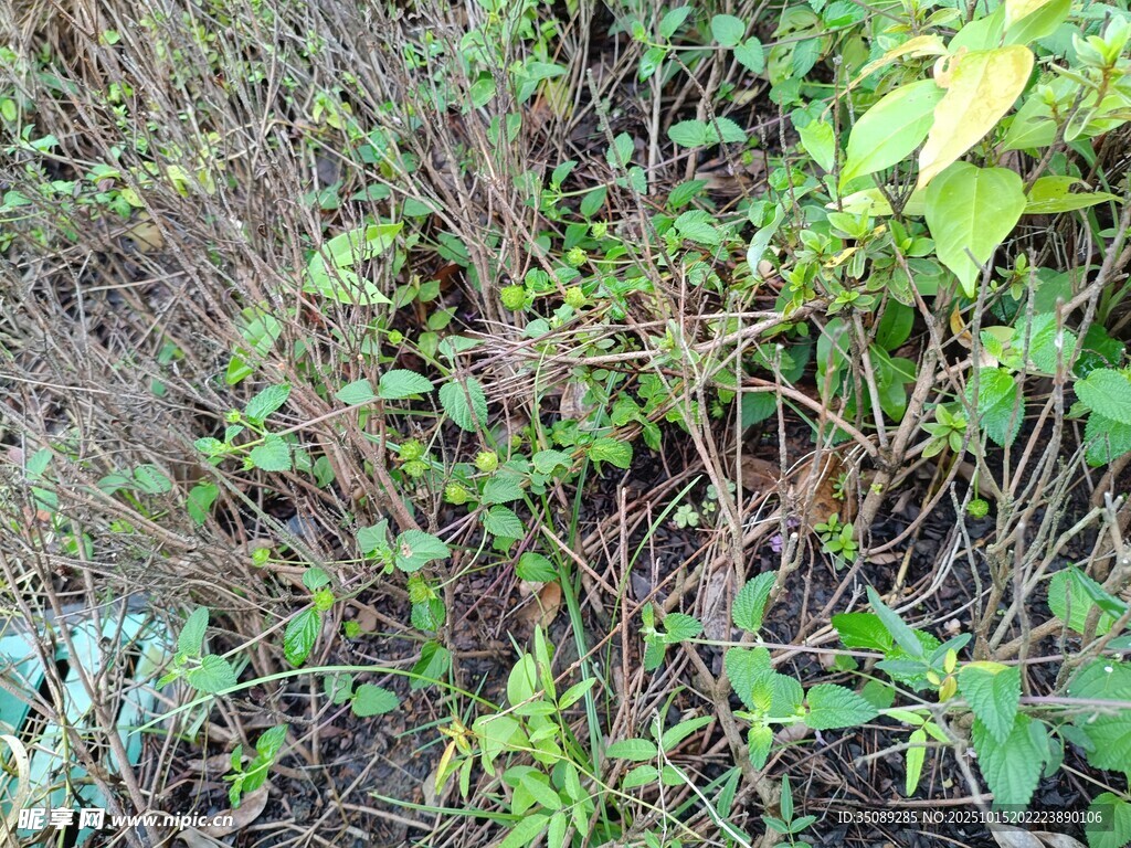 野外繁茂的绿色植物
