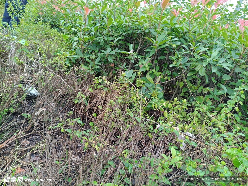 杂草丛生的植物景观
