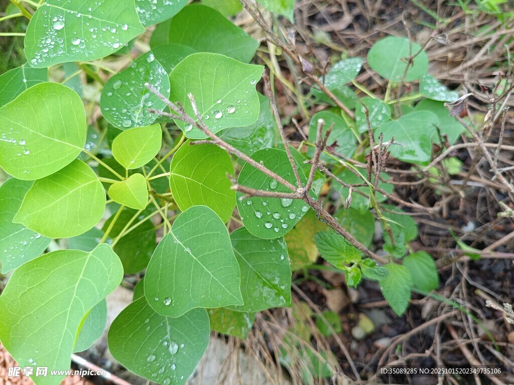 带露珠的嫩绿植物
