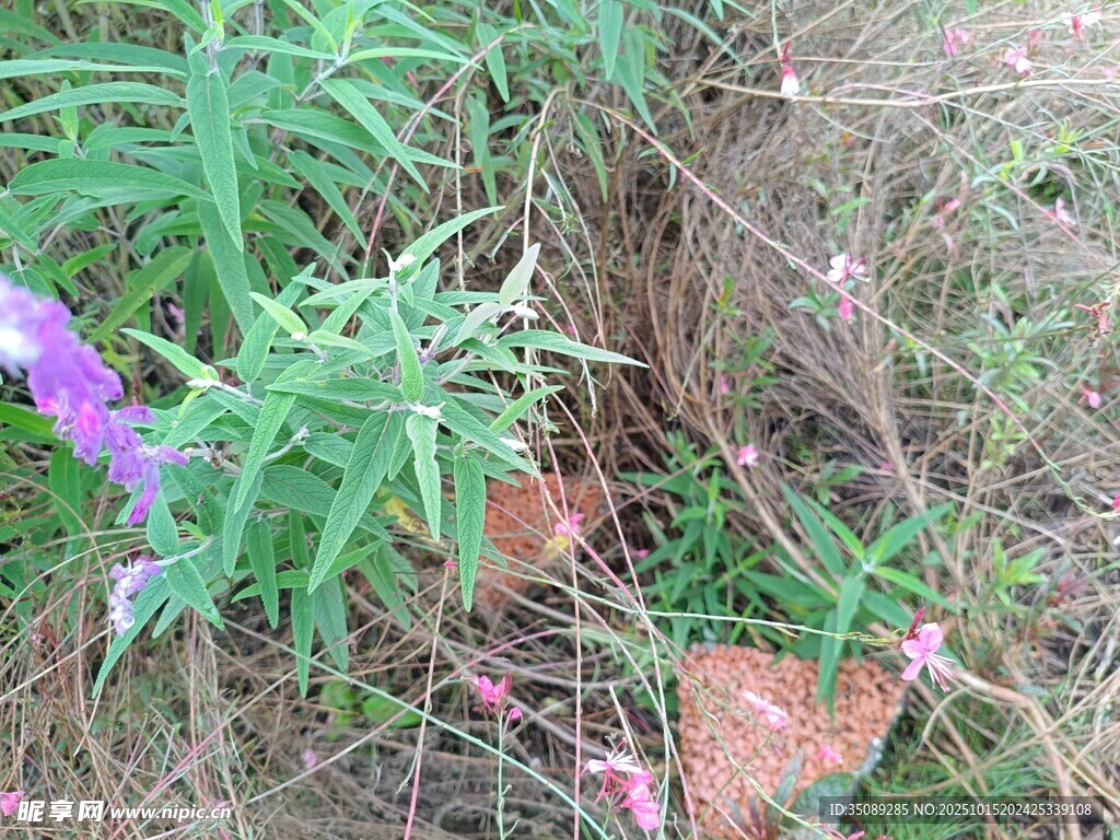 野外紫色花朵与绿植