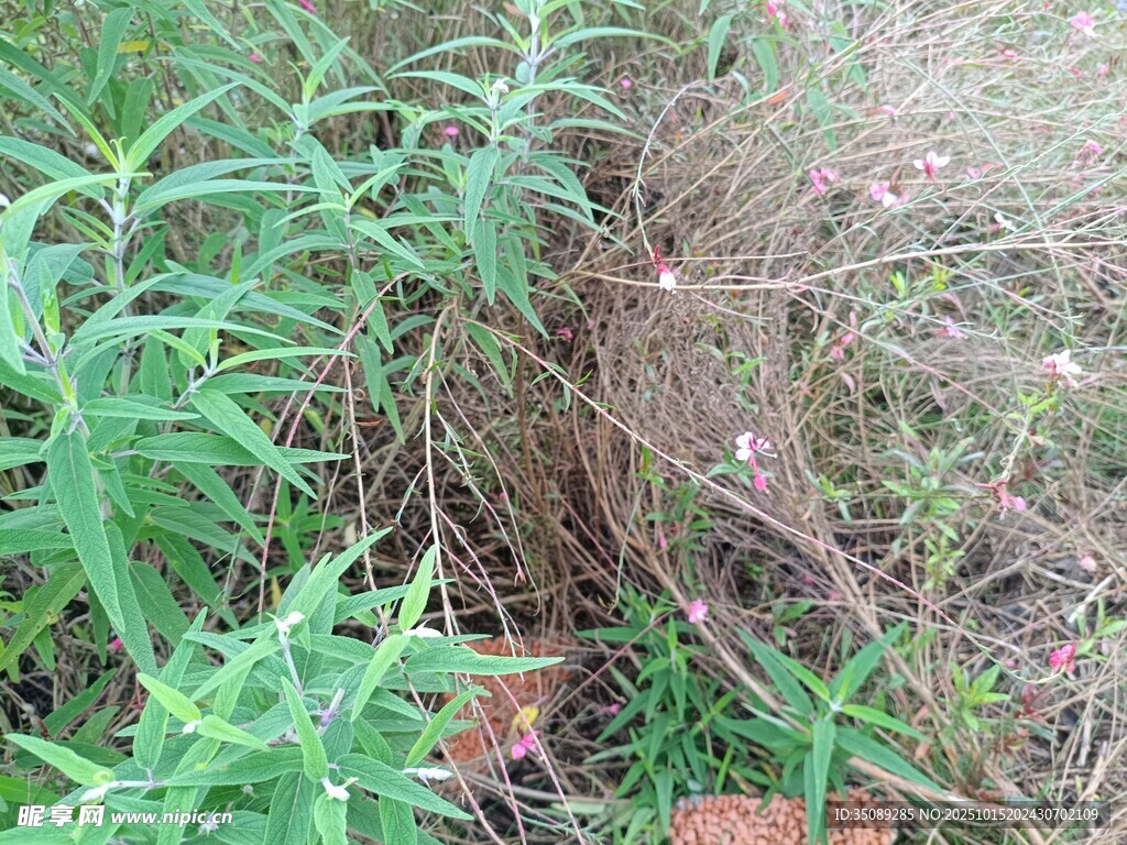 草丛中的神秘景象