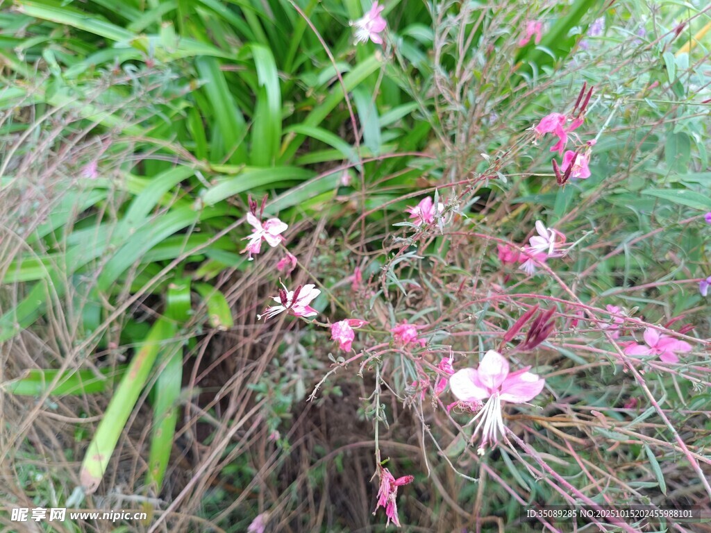 粉色小花绽放于草丛间