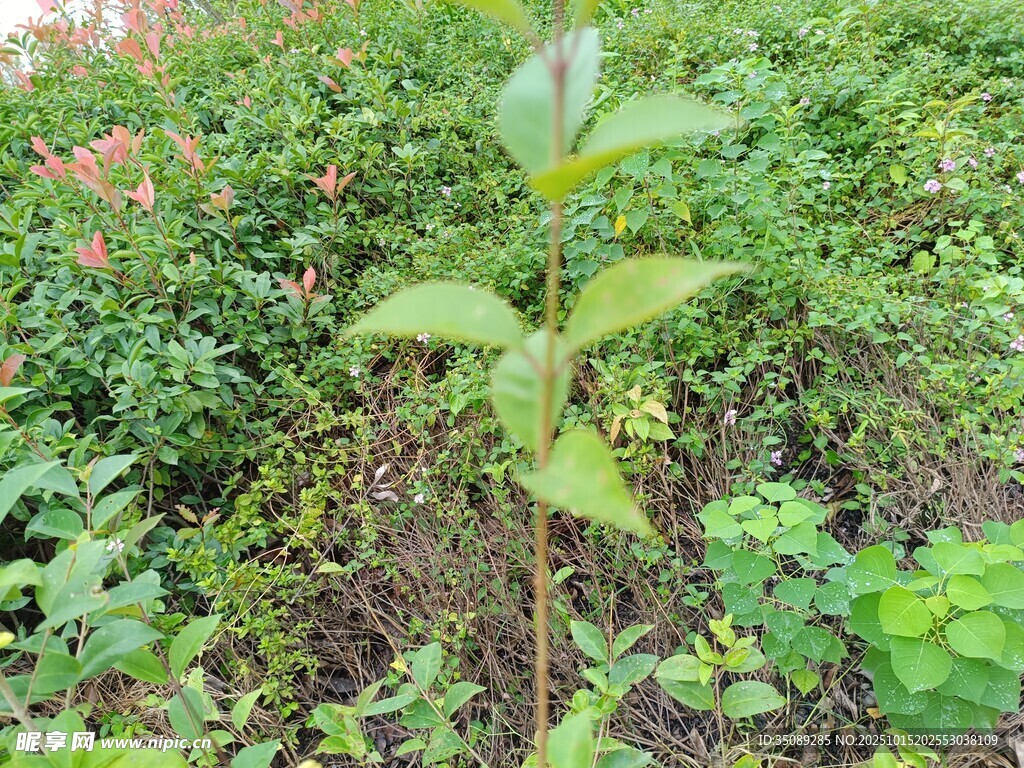 嫩绿小树苗生长于绿植间