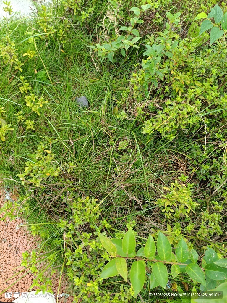 草丛中的绿色植物景观