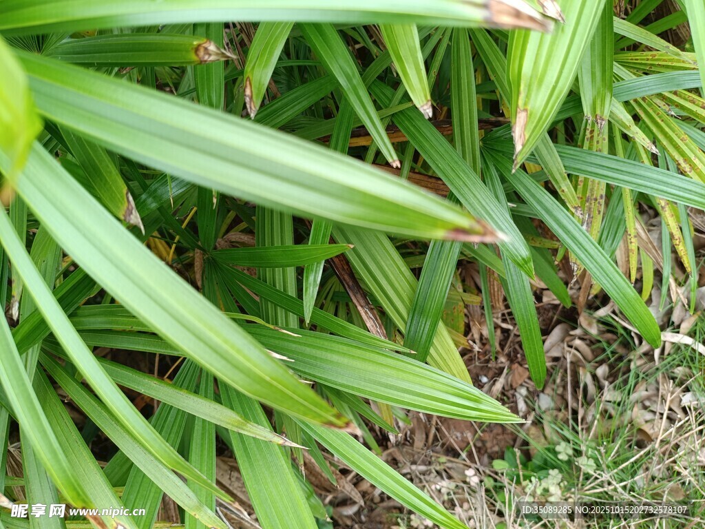 翠绿狭长叶片的植物特写