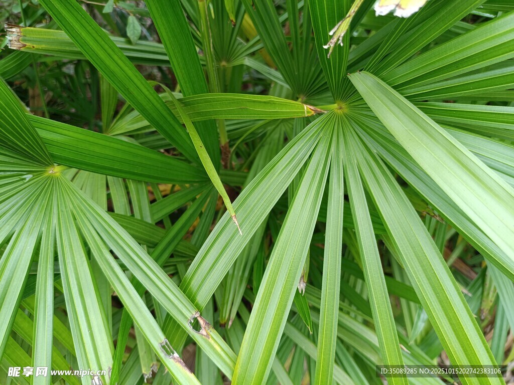 翠绿扇形叶片的植物