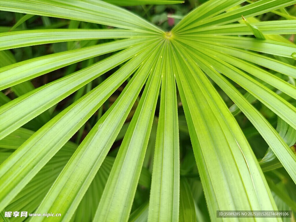 翠绿扇形棕榈叶特写