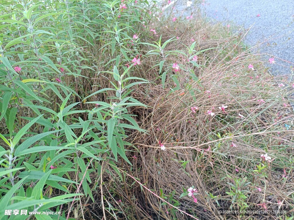 水边繁茂的绿色植物