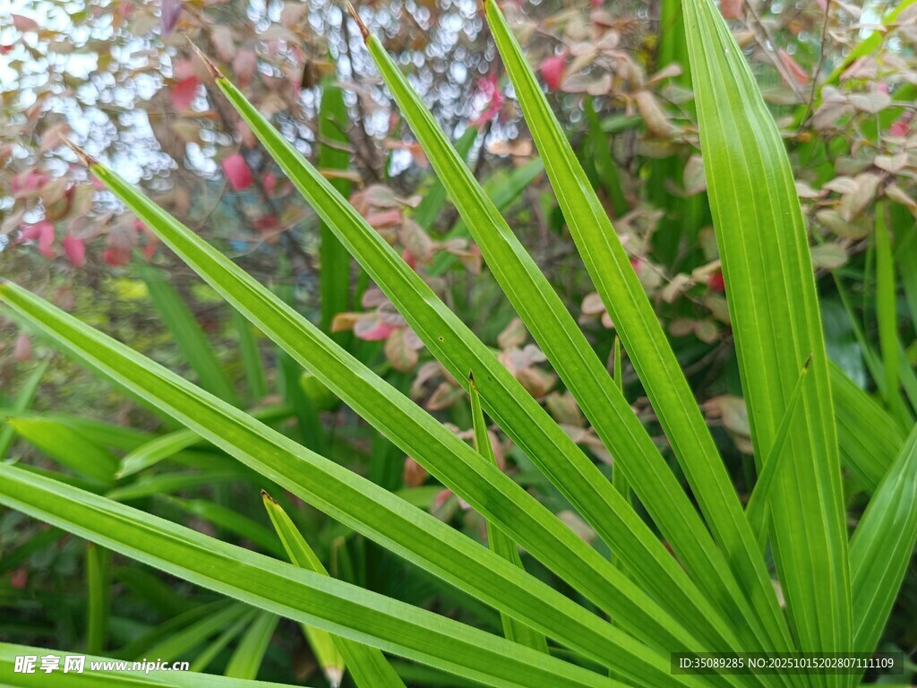 翠绿叶片间的粉色小花