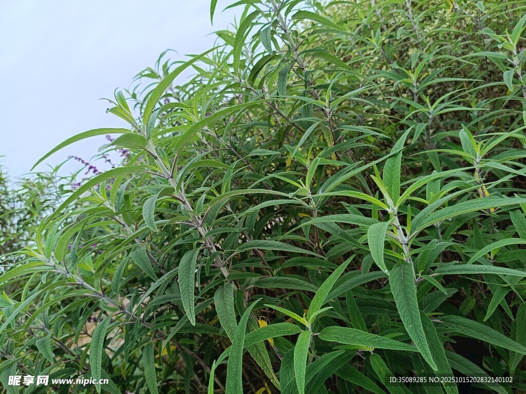 茂密绿植特写
