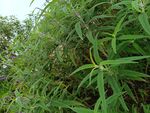 茂密绿植特写
