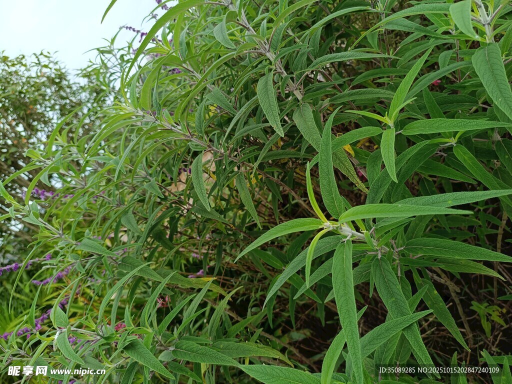 茂密绿植特写