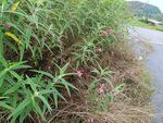 路边繁茂绿植与粉色小花