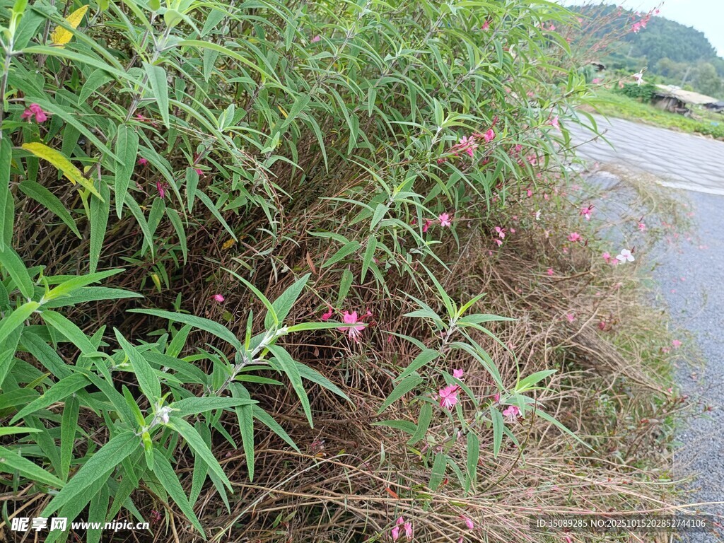 路边繁茂绿植与粉色小花
