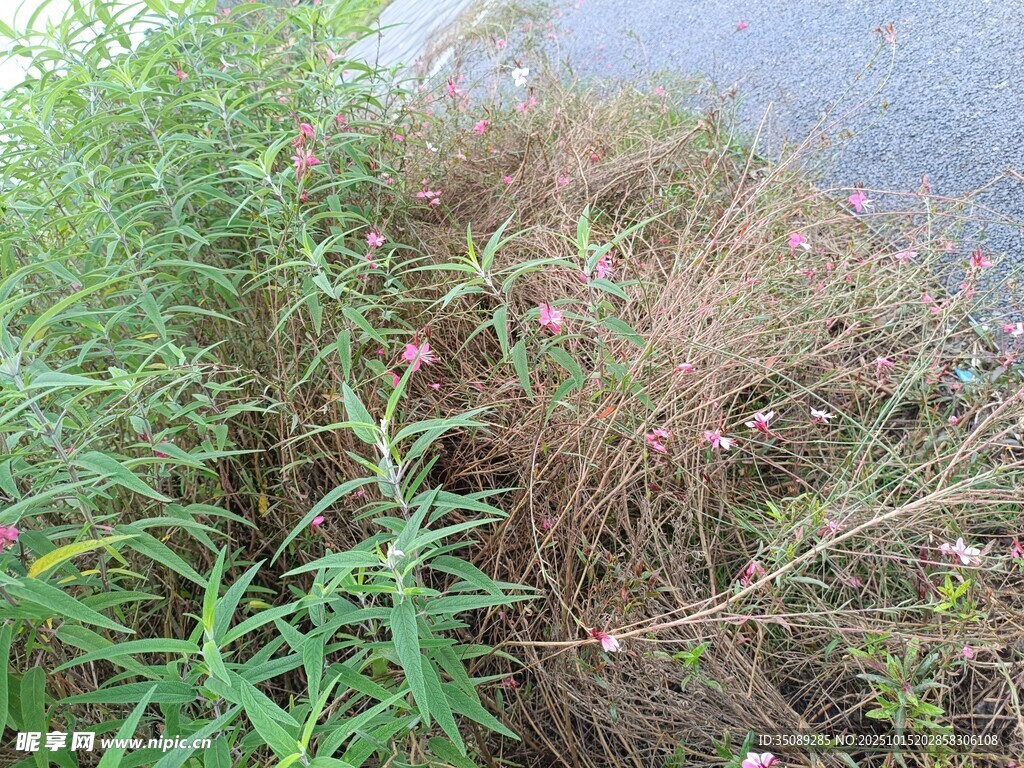 水边繁茂的绿色植物