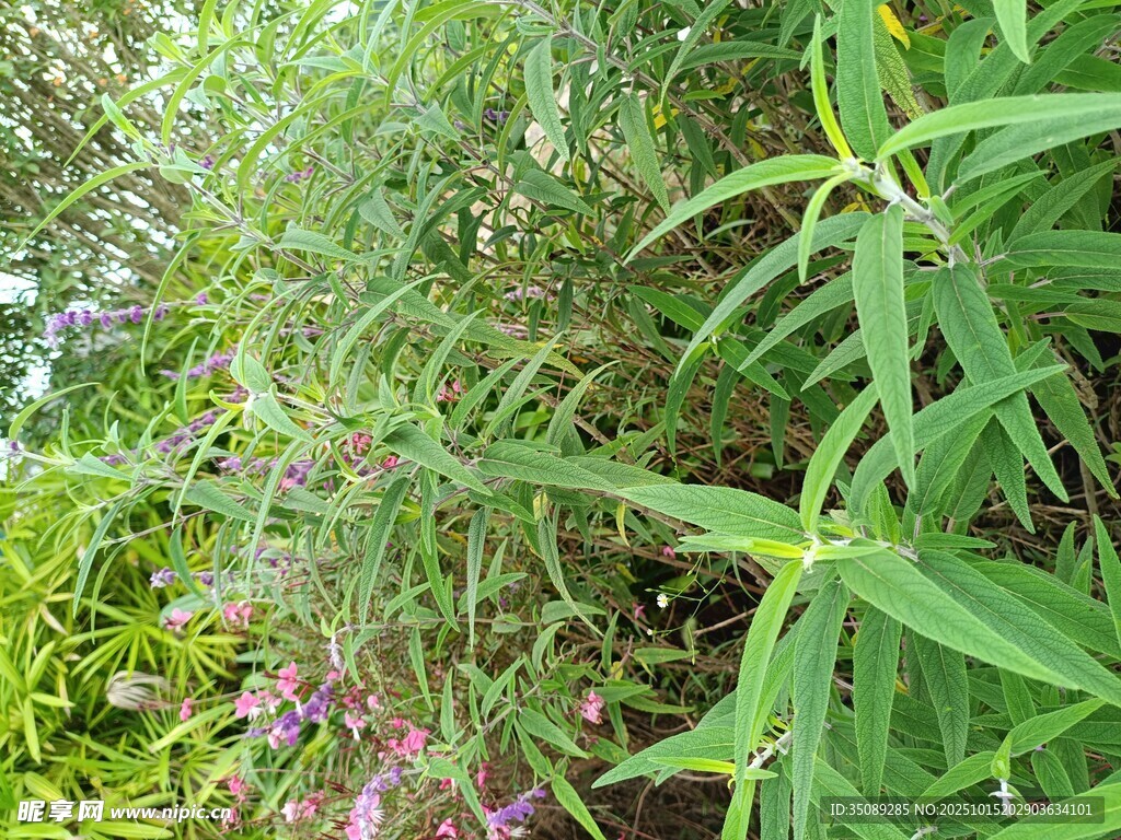繁茂绿植与紫色小花景观