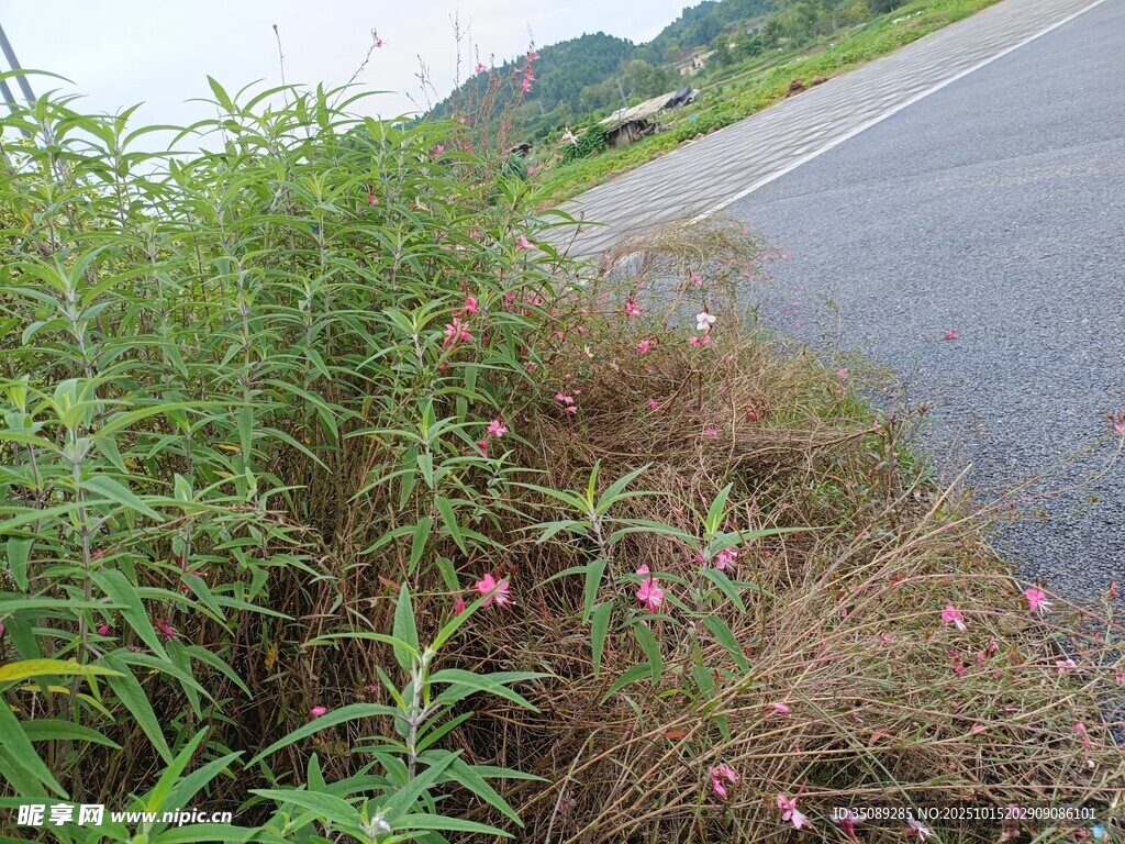 路边繁茂的野生植物