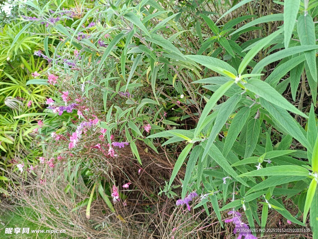 繁茂绿植中的紫色花卉