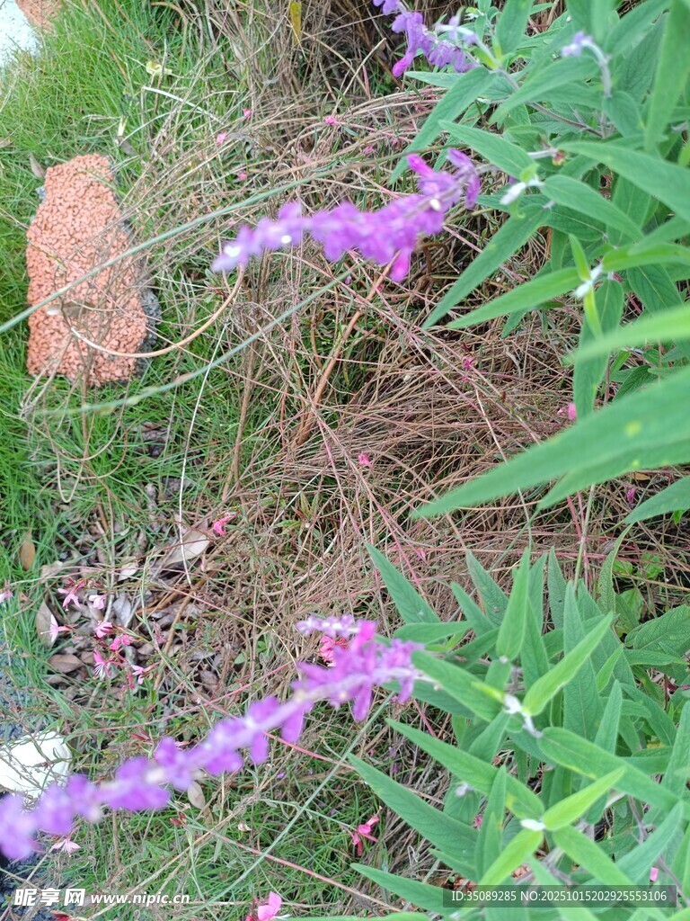 草丛中的紫色美丽花卉