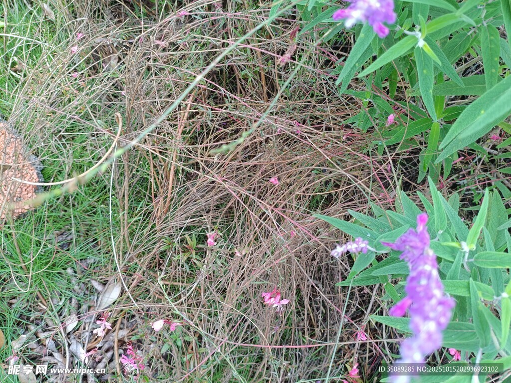 草丛中的紫色小花