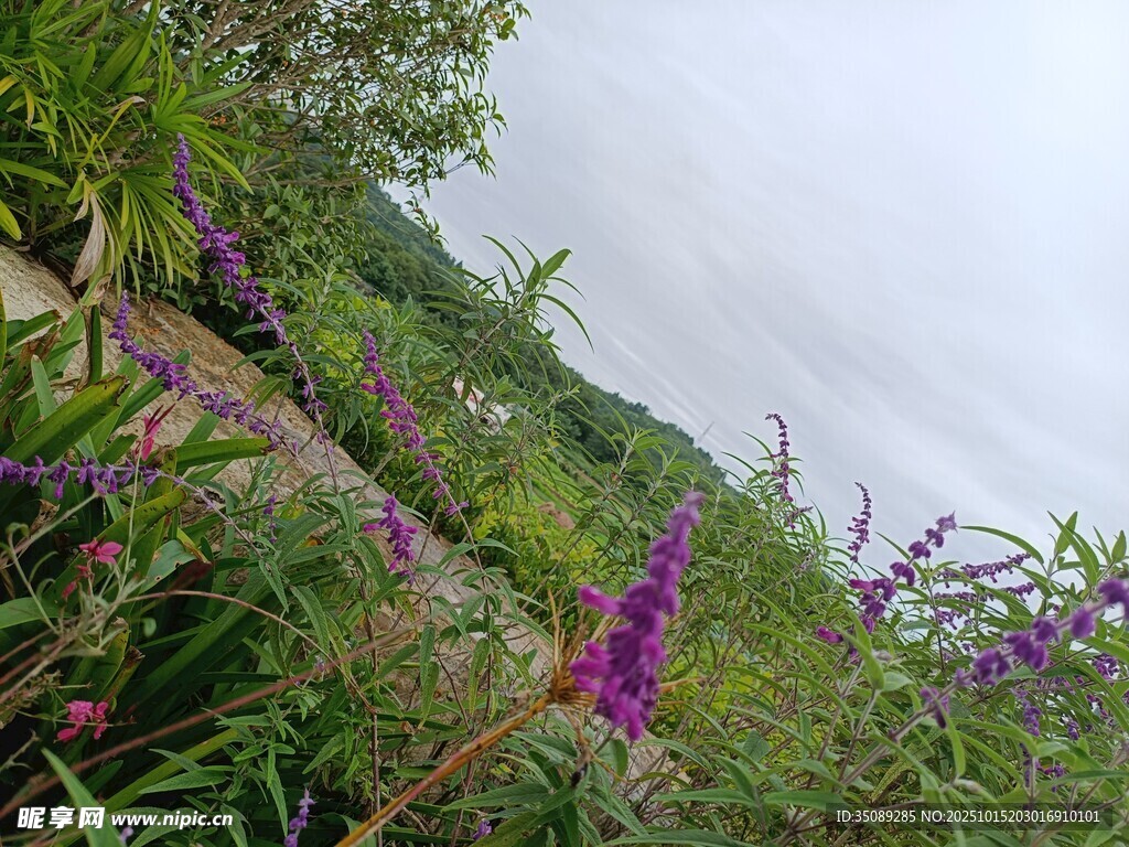 野外紫色花卉自然景致