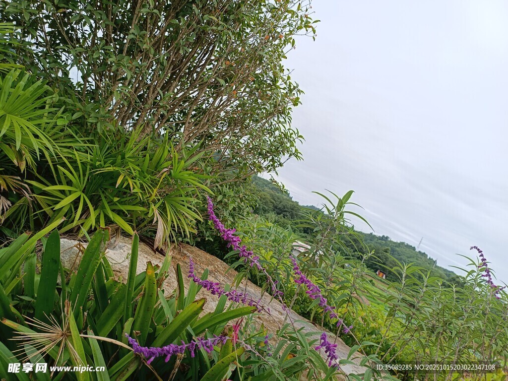 山间繁茂绿植与紫色花卉