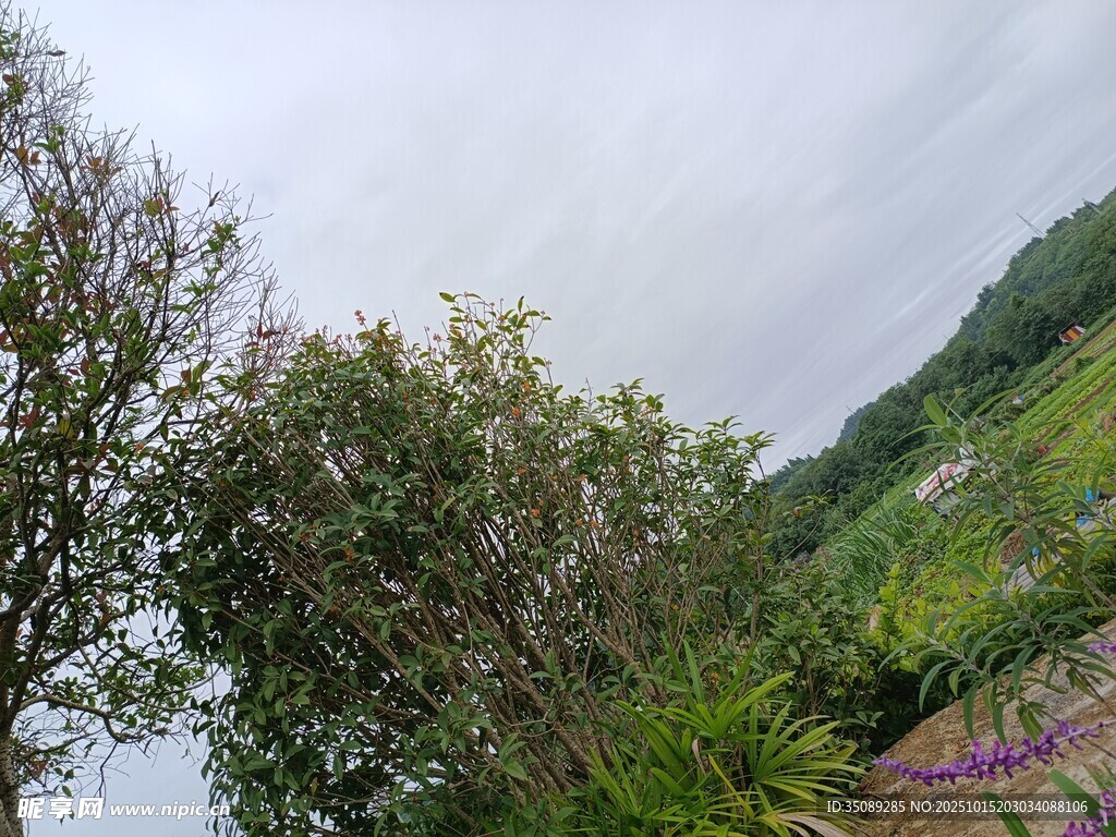 山间葱郁绿植与朦胧天空