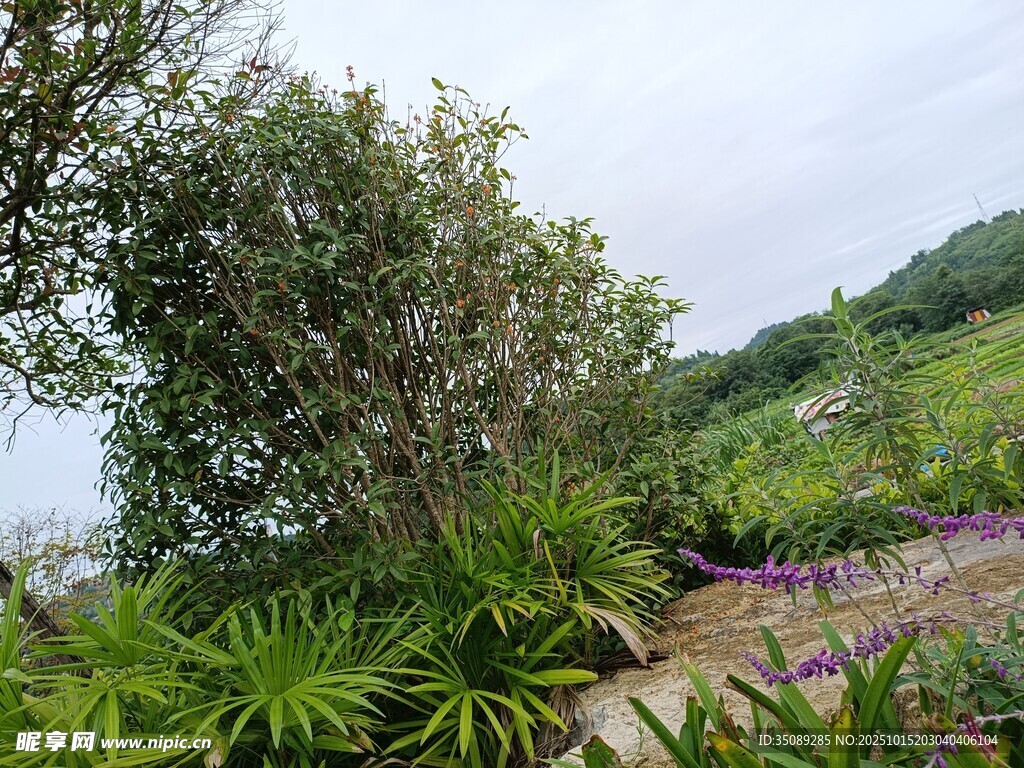 山间繁茂植物景观