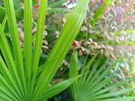 翠绿扇形叶片植物特写