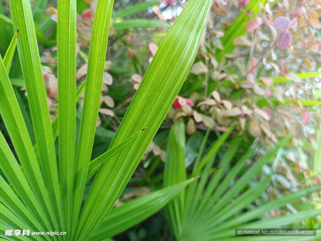 翠绿扇形叶片植物特写