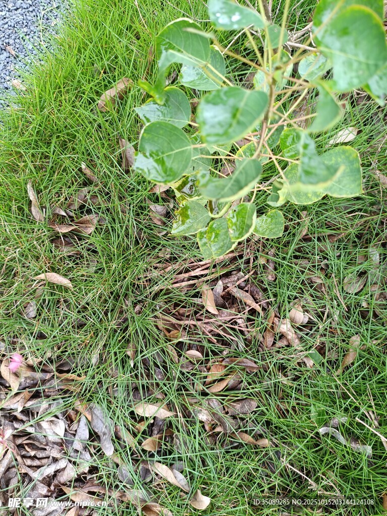 草地上的绿植与散落枯叶