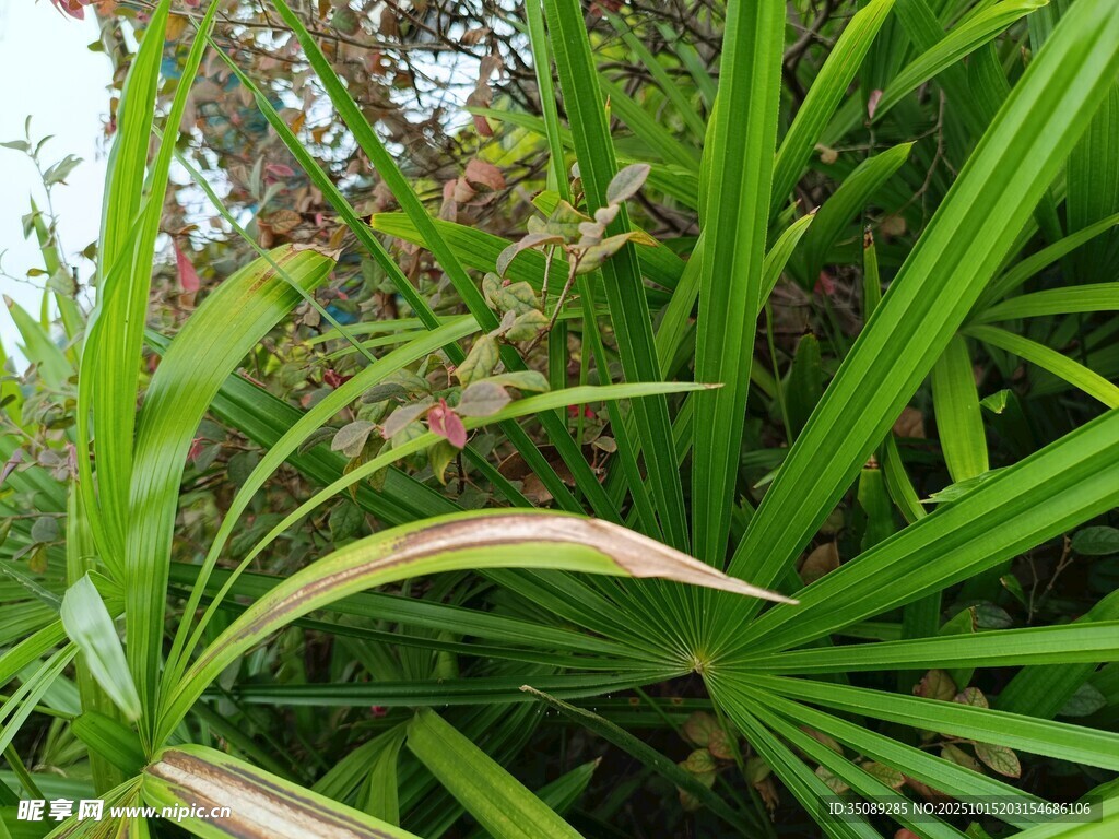 翠绿繁茂的热带植物景观