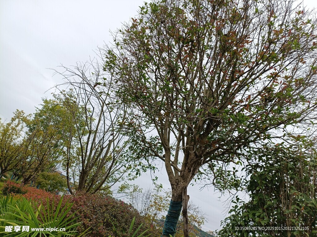 户外光秃树木与绿植景观