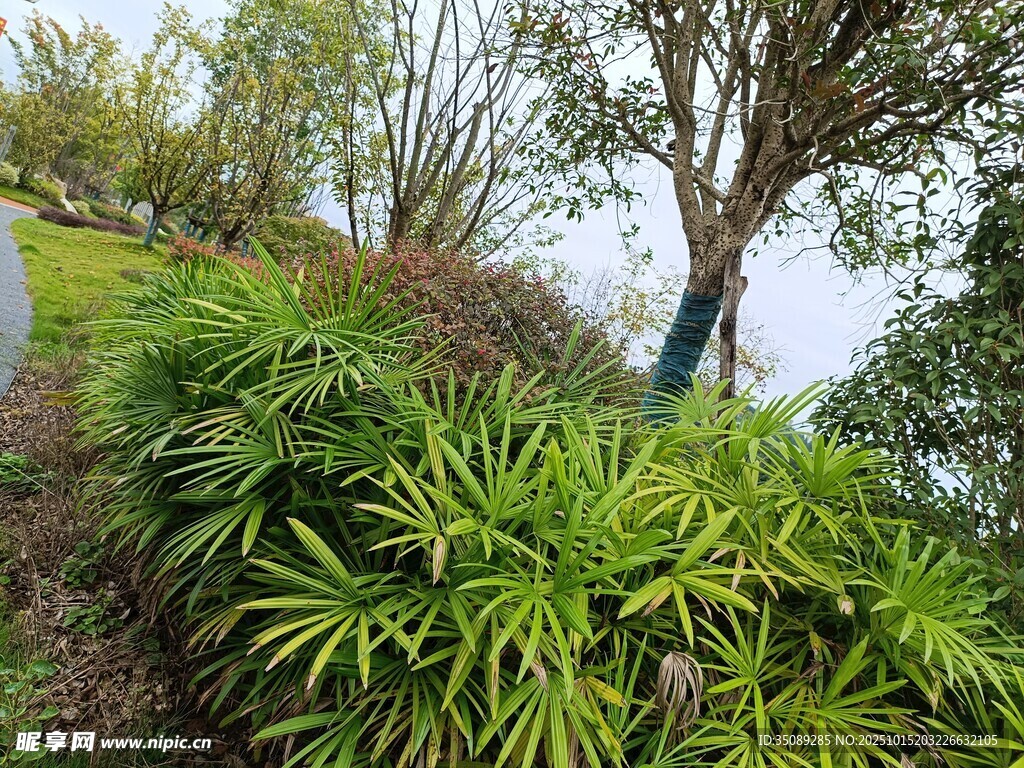 山坡绿植景观