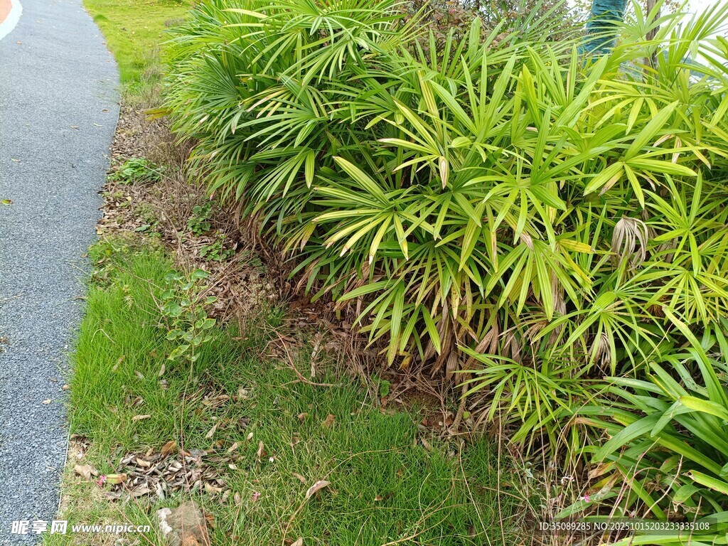 路边翠绿丛生的观赏植物