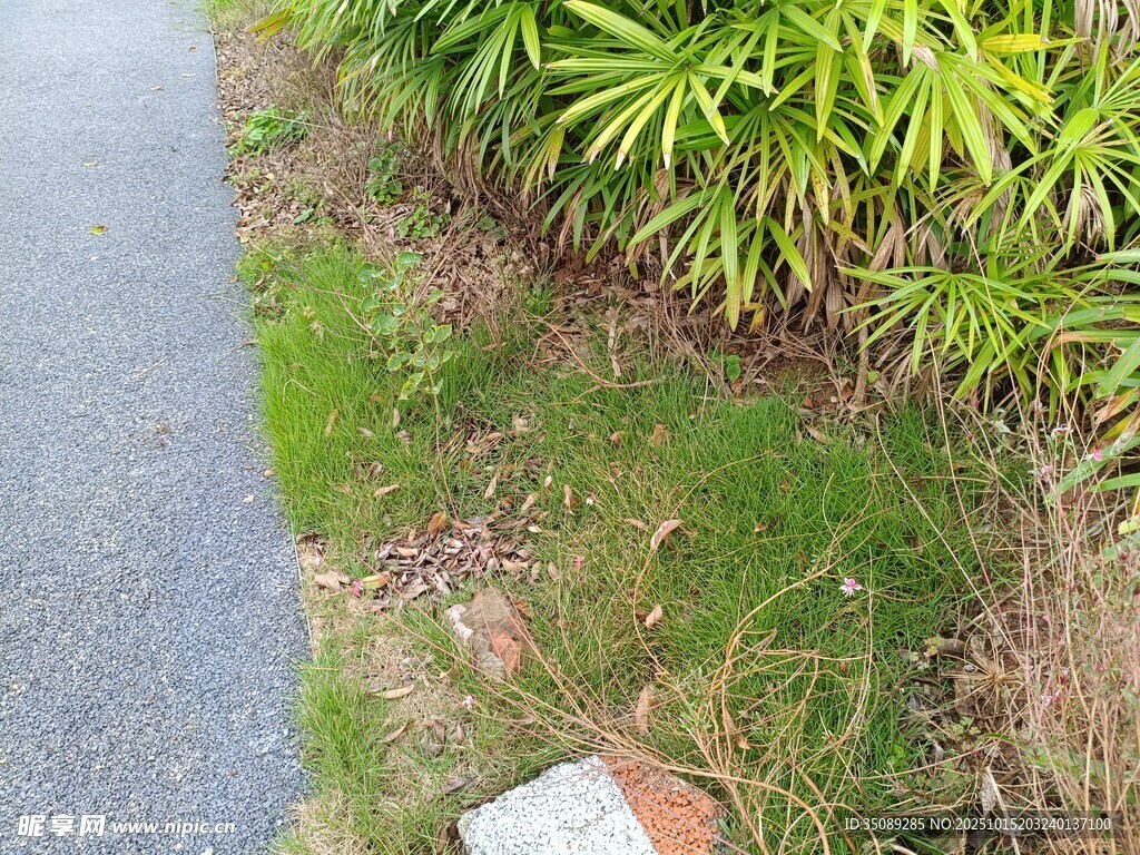 路边绿植与草地景象