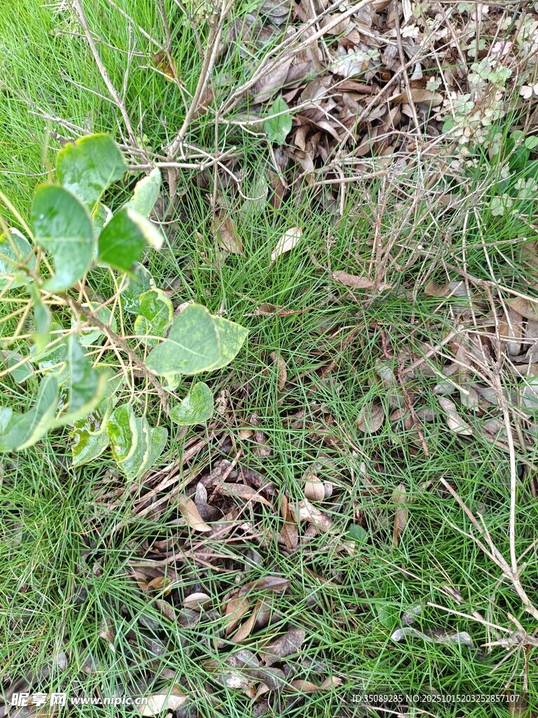 草丛中的绿植与枯叶
