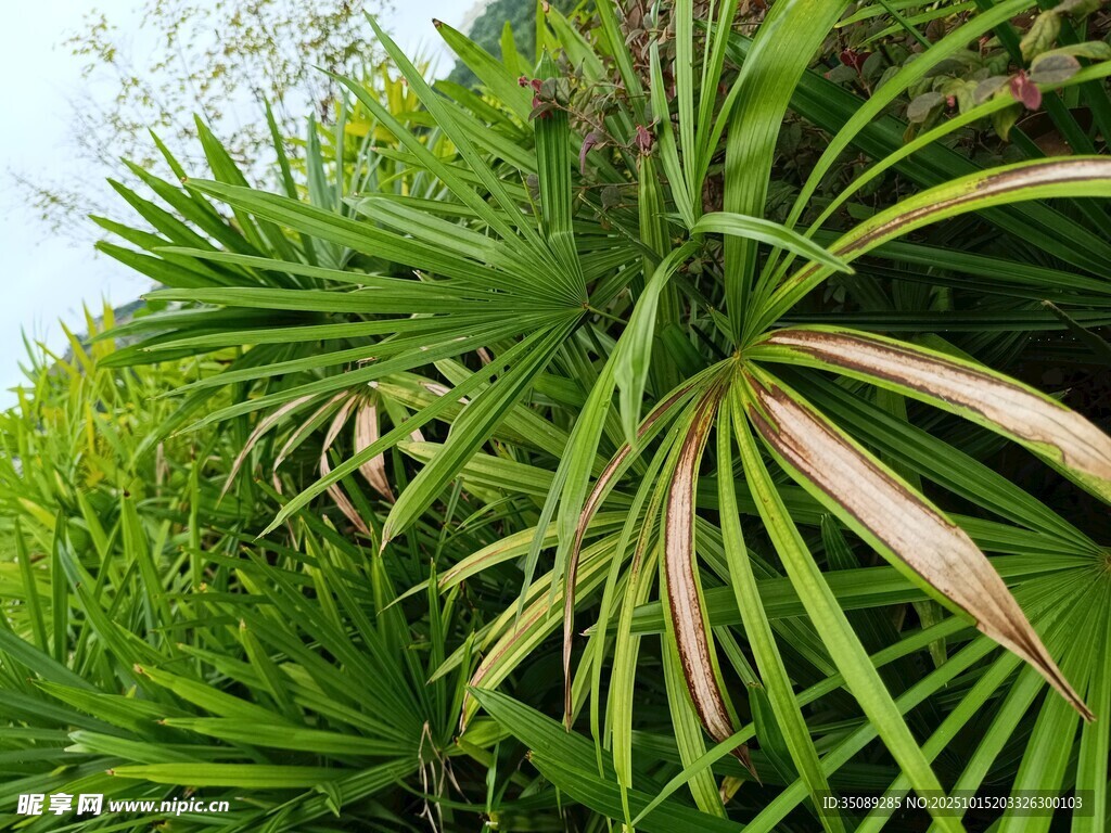 翠绿繁茂的热带植物景观