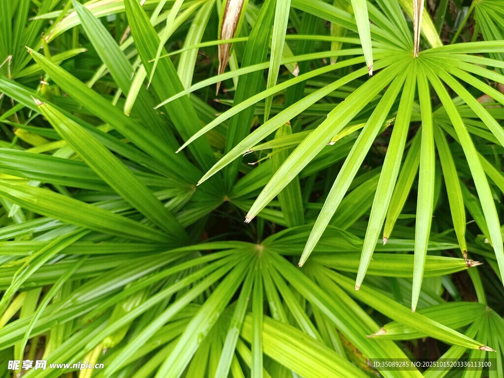 翠绿扇形叶片植物特写