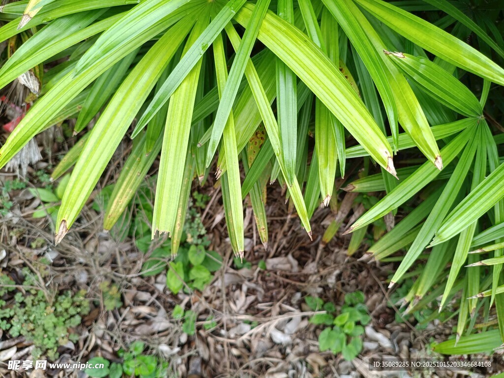 翠绿阔叶植物近景特写