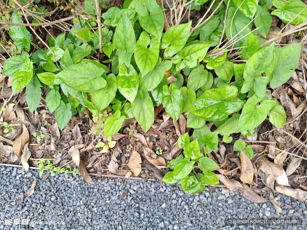 路边生长的嫩绿植物