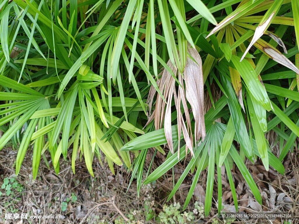 翠绿植物中的枯黄叶片