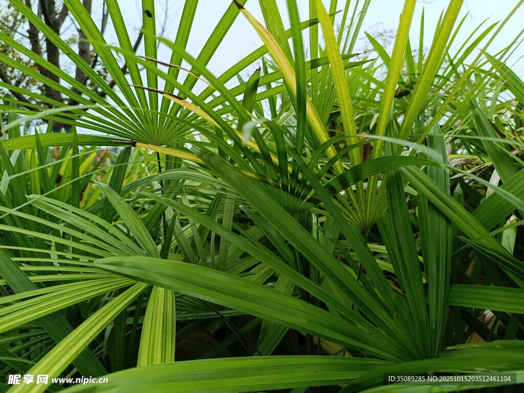 翠绿繁茂的热带植物景观