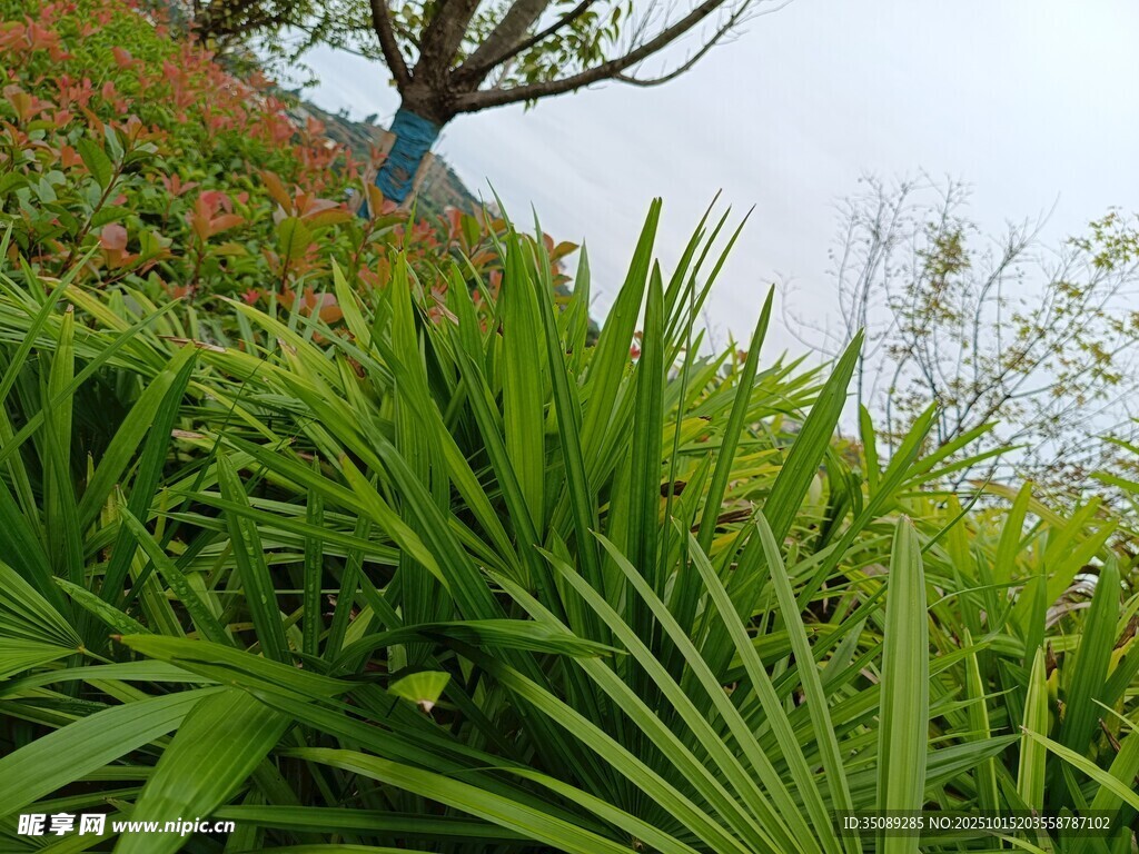 翠绿繁茂的户外植物景观