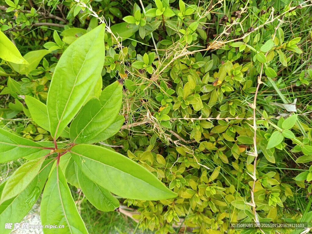 翠绿繁茂的植物景观